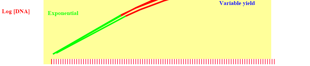 PCR PHASES L amplificazione di ogni target è definita da 3 fasi: 1 esponenziale; 2 lineare; 3