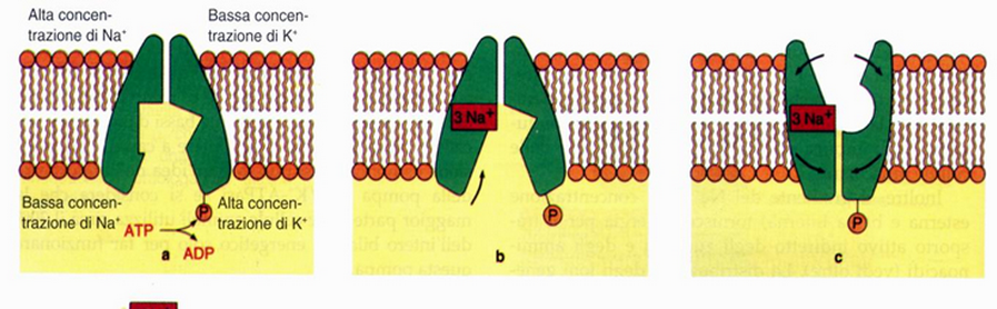 102 struttura molecolare e funzionale delle membrane cellulari prima il legame su un versante della cellula e successivamente il rilascio sul versante opposto. La figura?