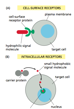 8.4 funzionamento dei recettori 109 Figura 23: Meccanismo dei recettori di membrana (A) e di quelli intracellulari (B). 8.