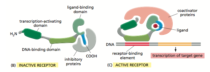 110 trasduzione del segnale Figura 24: Meccanismo dei recettori intracellulari che sono costituiti da molecole capaci di legare il DNA.