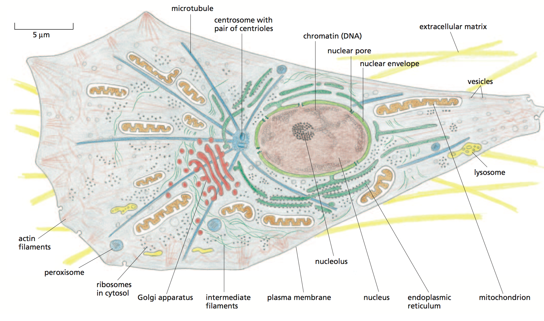 procarioti, eucarioti e virus 10 Tabella