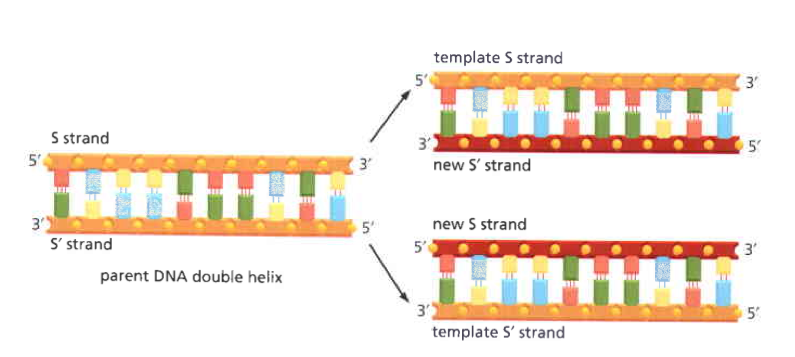 26 ciclo cellulare e duplicazione del dna Figura 4: La doppia elica del DNA agisce da stampo per la propria duplicazione.
