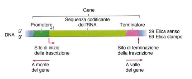 32 il concetto di gene e trascrizione degli rna Figura 6: Esempio della struttura di un gene codificante RNA.