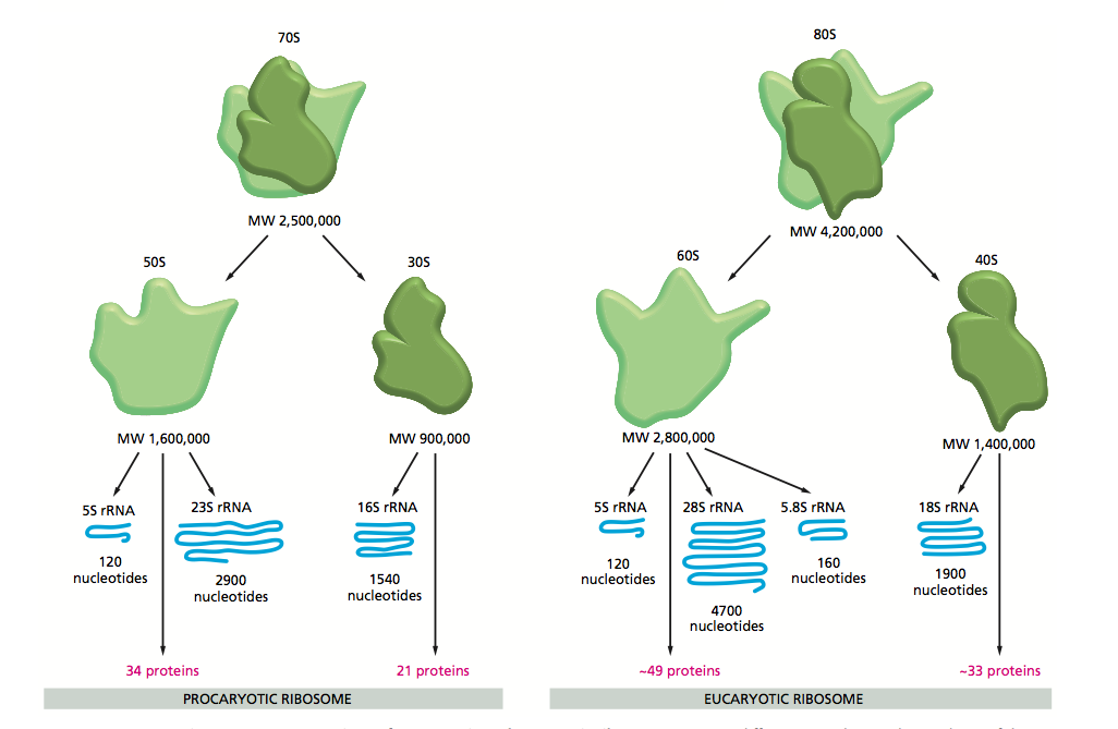 4.2 il processo di traduzione 45 Figura 10: Confronto tra le dimensioni dei ribosomi eucariotici e procariotici.