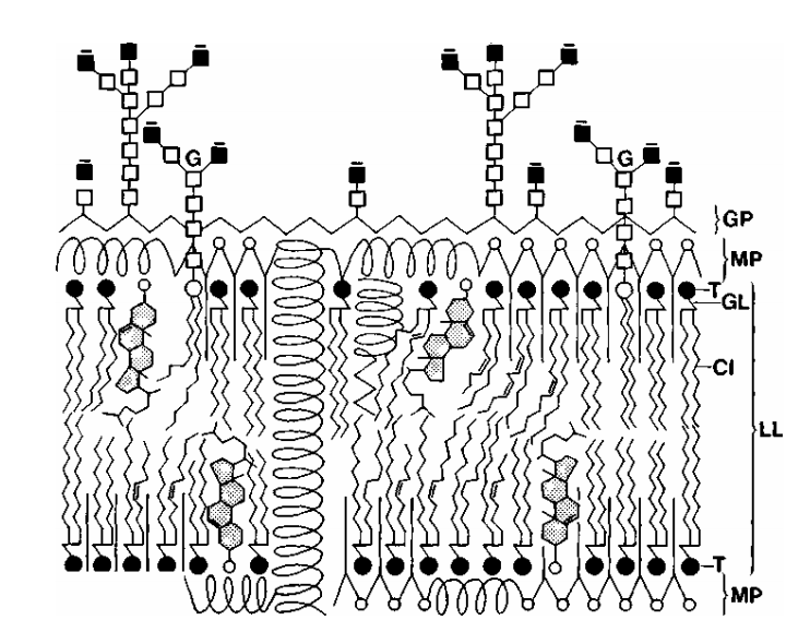 7.4 il doppio strato lipidico 91 Figura 18: Rappresentazione schematica della struttura di una membrana biologica.