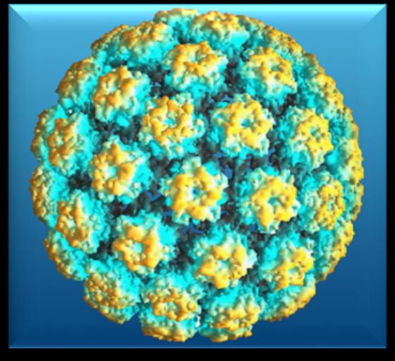 LE CARATTERISTICHE DEL VIRUS DEL PAPILLOMA UMANO (HPV) La famiglia dei virus HPV comprende più di 200 sottotipi: di questi 30-40 tipi sono riscontrati a livello genitale.