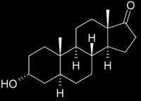 Lipidi L androsterone E la versione ossidata del Testosterone, si forma dal metabolismo di esso nel fegato e viene escreto attraverso l urina.