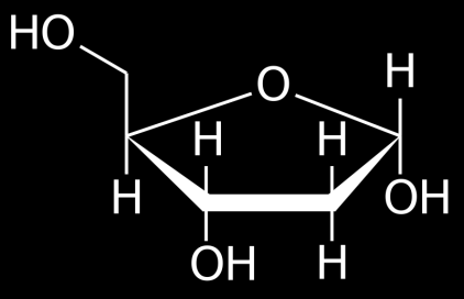 Acidi Nucleici DNA e RNA: Differenze La differenza principale fra DNA e RNA riguarda lo zucchero che vi è incorporato: Ribosio Desossiribosio La presenza dell'ossidrile nel ribosio conferisce all'rna