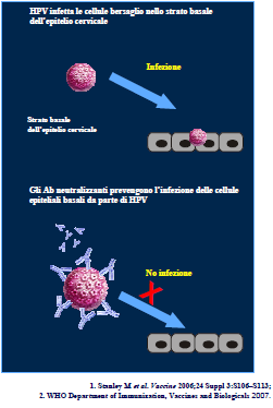 VACCINI PREVENTIVI CONTRO HPV L1 ha più alto potere immunogenico con produzione di anticorpi HPV specifici nell ospite La vaccinazione previene l infezione mediante l induzione alla produzione di