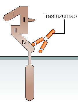 Solo 1/3 dei pazienti affetti da tumore metastatico della mammella HER2+ risponde al trastuzumab. Vie di segnalazione autocrine/paracrine altri membri della famiglia ErbB.