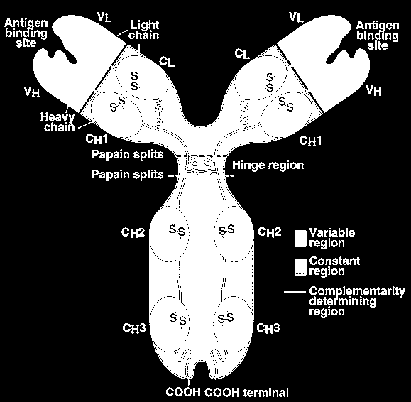 15 Immunoglobuline 4 catene polipeptidiche 2 catene leggere identiche (L, light, 220 aa) 2 catene pesanti identiche (H, heavy, 440 aa) A forma di Y Ponti S-S fra le catene 2 siti di legame per Ag 3