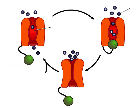 NUOVA MOLECOLA E NUOVO SITO D ATTACCO Il metabolita bioattivo, agisce come antagonista dei canali del sodio voltaggio-dipendenti (2) delle pulci, bloccando il passaggio degli ioni sodio all interno