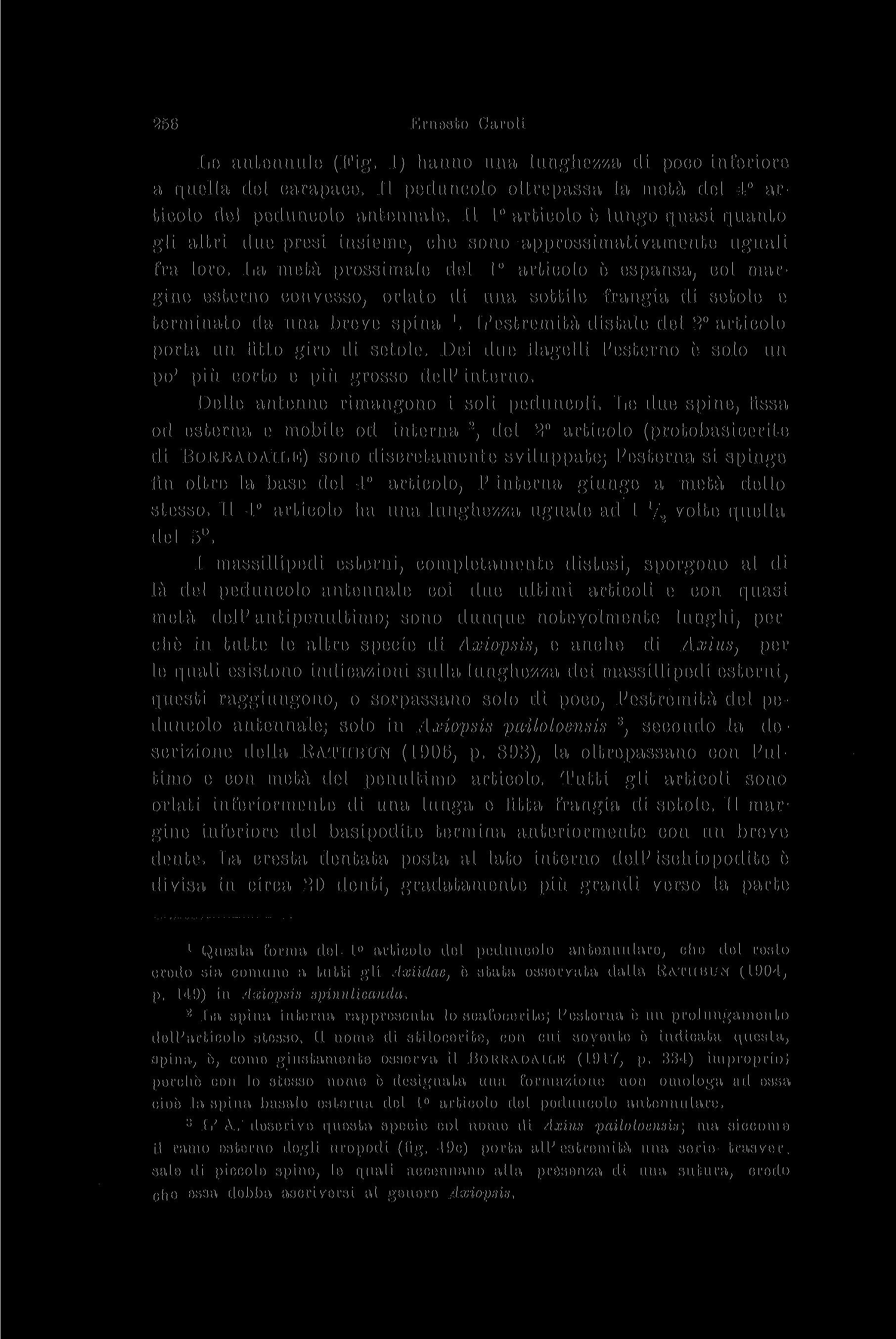 256 Ernesto Caroli : Le antennule (Fig. ) hanno una lunghezza di poco inferiore a quella del carapace. Il peduncolo oltrepassa la metà del articolo del peduncolo antennale.