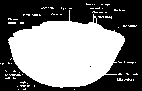 La cellula La cellula è l unità strutturale e funzionale più piccola degli esseri viventi capace di esistenza indipendente.