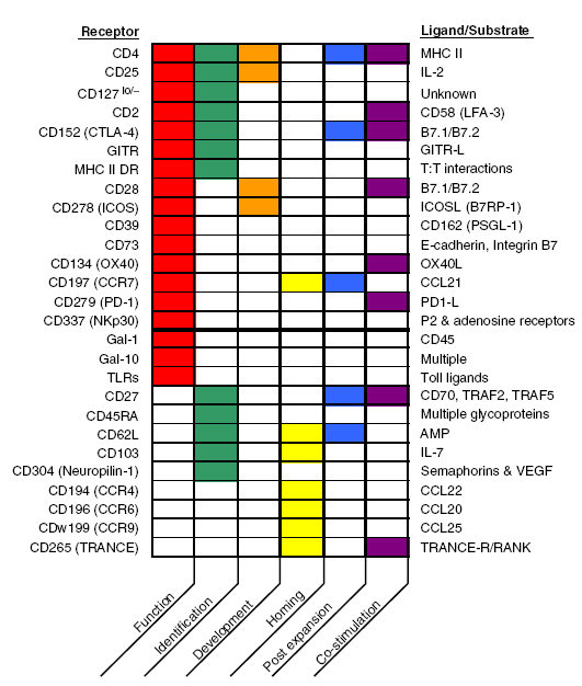 FOXp3, ICOSL e Alopecia Areata FOXP3 è espresso principalmente nelle cellule T regolatorie (Treg).