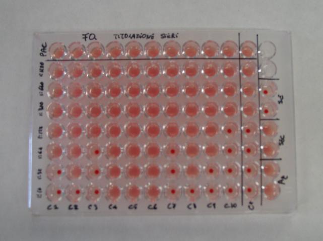 ELISA valido screening ( anche latte) prova indiretta, Ag in fase I+II FDC specifica ma poco sensibile - soglia