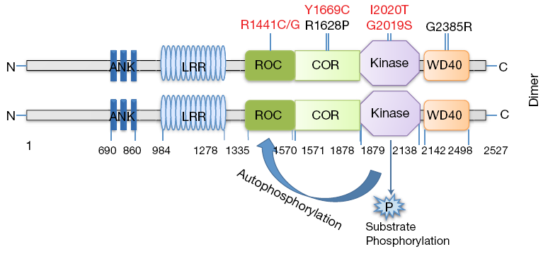 Figura 10. Domini e mutazioni nella proteina LRRK2.