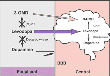 la dopamina può agire sui neuroni post-sinaptici ed esplicare il proprio