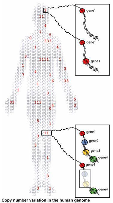 CNV = Copy Number Variants = Copy Number Variation Segmenti di DNA >1kb presenti nel genoma con un numero variabile di copie (delezioni/duplicazioni) La risoluzione elevata dell array CGH ha