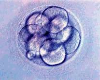 Trasferimento degli embrioni in 2-3 giorno o a stadio di blastocisti (5-6 giorno) trasferimento embrionario al giorno 2-3 vantaggi maggiore probabilità di aver embrioni disponibili per l ET svantaggi