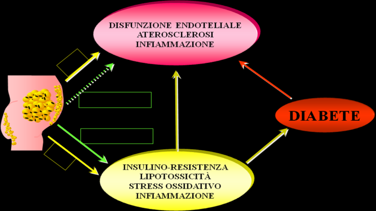 Leptina, TNFα e IL-6 sono rilasciati dal tessuto adiposo e svolgono un ruolo importante nel controllo della massa grassa, interagendo tra loro ed essendo regolati da altri ormoni e dal sistema