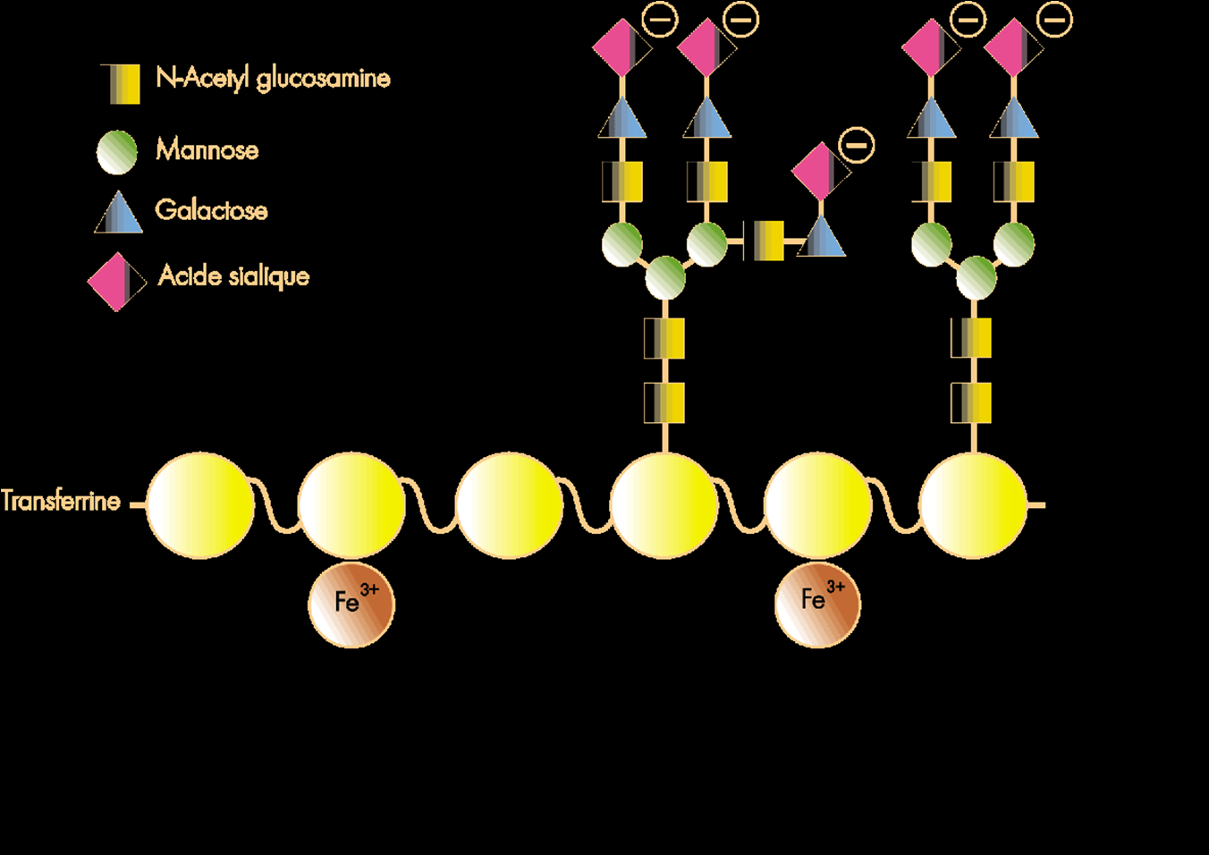 Eterogeneità: 2 livello La Tf è una glicoproteina: è legata a due catene complesse di glicani. I siti di legame sono due residui di asparagina (Asn 413 e 611).