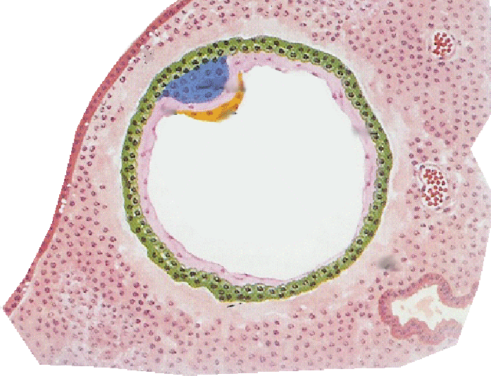 fecondazione morula Blastocisti 5