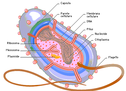 BATTERI Posseggono una parete cellulare. Al di sotto della parete è presente la membrana cellulare, su di essa si trovano quasi tutti gli enzimi che svolgono le reazioni metaboliche.