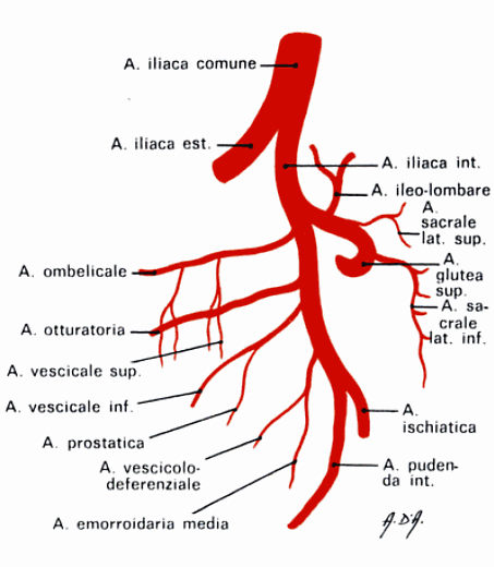 caso del Caput Medusae dell Anastomosi Paraombelicale o come nel caso delle Emorroidi. Sono: 1) Anastomosi Esofagee. 2) Anastomosi Freniche (anastomosi delle Vene Porte Accessorie).