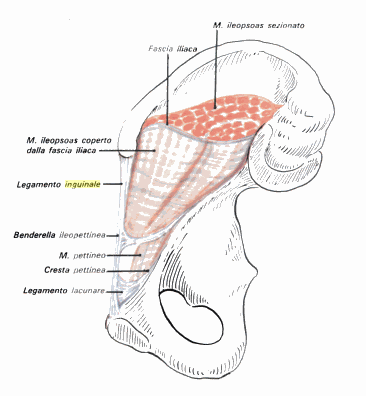 inferiormente assieme al Nervo Ischiatico il percorso fino alla regione glutea e subito al di sotto passa tra la Tuberosità Ischiatica ed il Grande Trocantere del Femore.