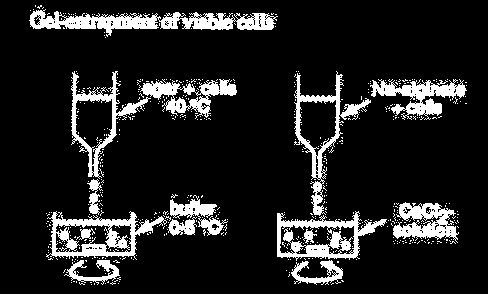 Nell intrappolamento in gel la forma finale del polimero è spesso quella di uno strato relativamente sottile, simile a un foglio di un cilindro).