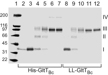 * * GltTBc, trasportatore di Glu da Bacillus caldotenax LL, linker lungo His 6 tag all N-terminale Cross-linking con differenti concentrazioni di glutaraldeide di trasportatori batterici del