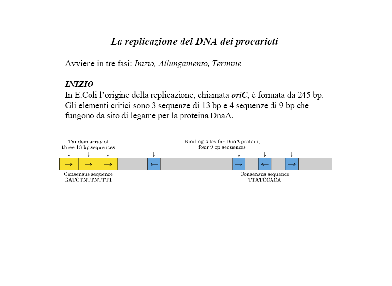 Replicazione del