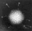 Virus Oncogeni a DNA nei Tumori Umani Adenovirus Elevato potere oncogeno negli animali Il genoma virale viene integrato