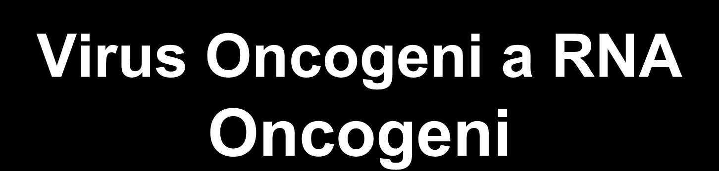 Virus Oncogeni a RNA Oncogeni Adenovirus E1A regione 2 SV 40 Polyoma Virus BK Virus Linfotropici Papilloma Virus Umano -16 T Grande