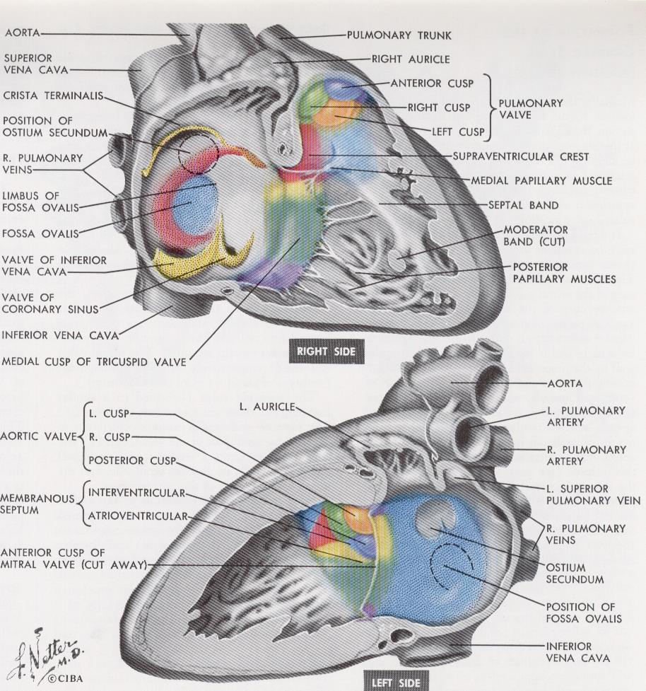 Anatomia del Forame Ovale Pervio (PFO) right atrium patent foramen