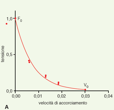 Meccanica del muscolo liscio