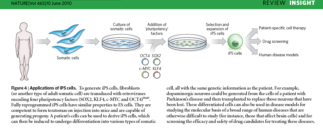 ipscs = induced