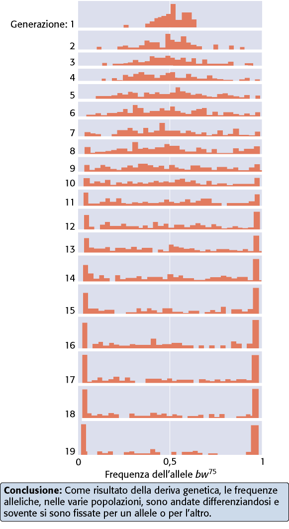 In questo esperimento sono prese in esame le frequenze di due alleli (bw75 e bw) che influiscono sul colore dell occhio in drosofila, in 107