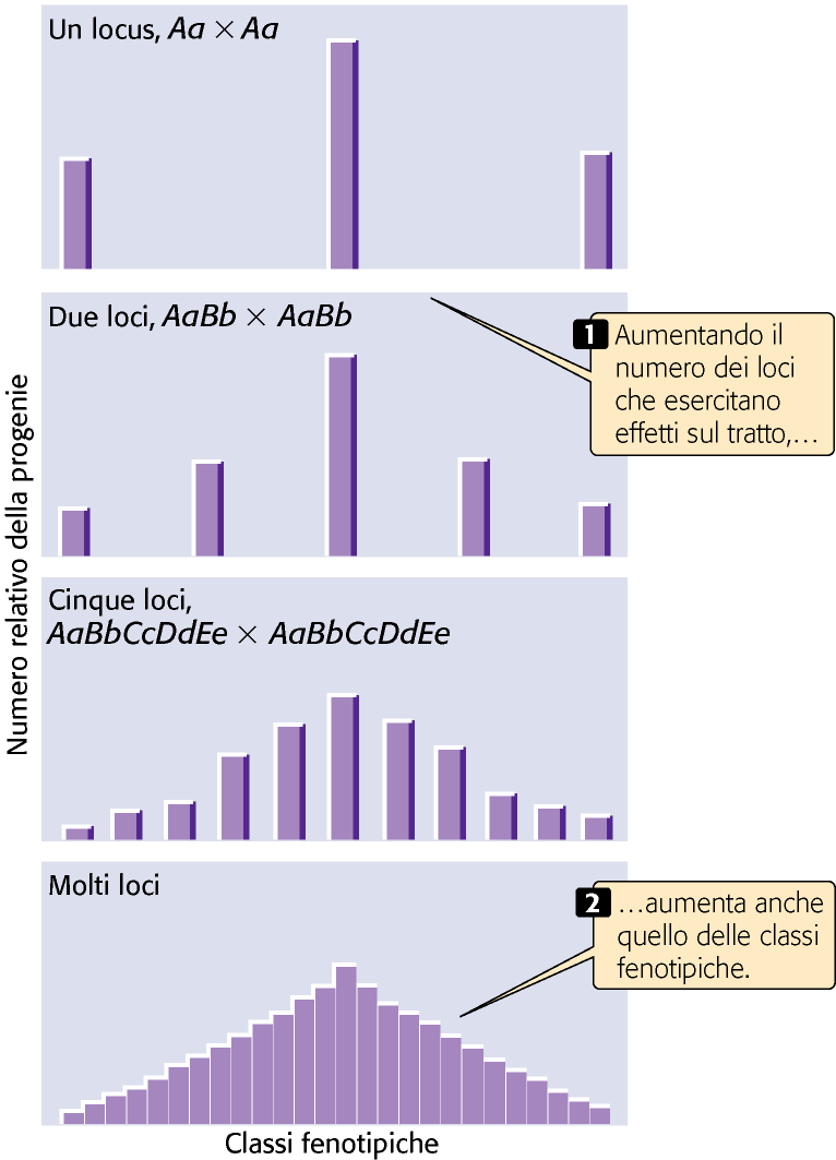 Pierce, GENETICA, Zanichelli