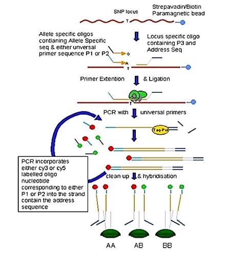 Illumina