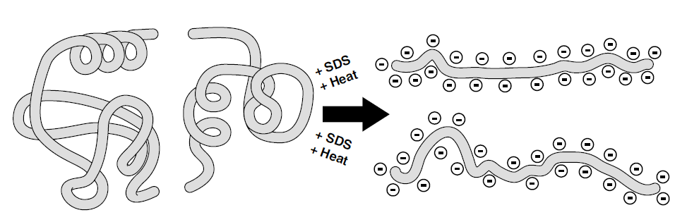 Elettroforesi di proteine Condizioni denaturanti Le proteine sono trattate con SDS (detergente anionico) prima dell elettroforesi (SDS-PAGE) SDS-PAGE SDS: Sodium dodecyl sulphate PAGE: Polyacrylamide