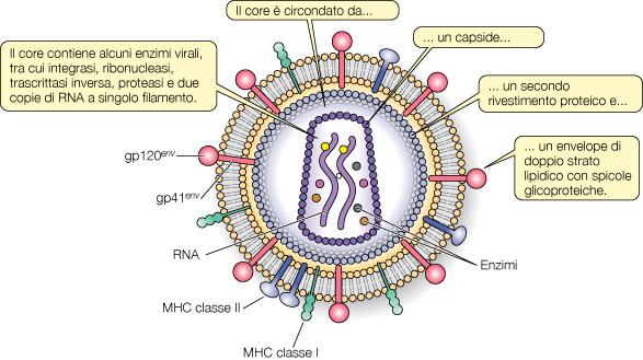 Eziologia La malattia è dovuta a HIV (human immunodeficiency virus), un retrovirus appartenente alla sottofamiglia Lentivirinae.