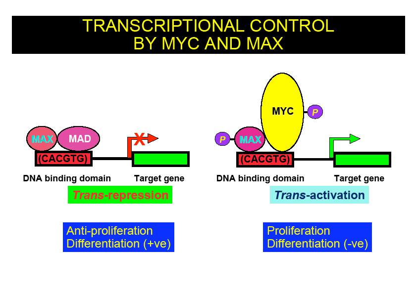 L oncogene MYC L oncogene MYC codifica per un transattivatore trascrizionale che agisce dimerizzando con MAX Myc può attivarsi in seguito a: 1.