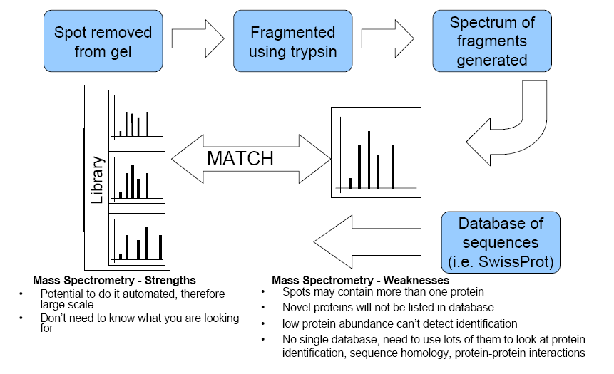 Vantaggi e svantaggi Buona capacità risolutiva Consente una facile quantificazione Separazione di oltre 3000 proteine Alta