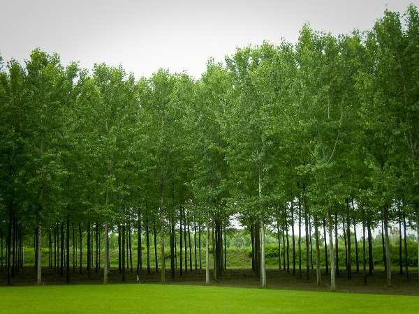 Principali impieghi legname in Italia 1 scelta: legname d opera-destinazione settore legno-arredo Lisciviazione Taglio