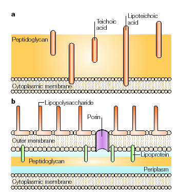 LA PARETE CELLULARE BATTERICA 15-35 µm a.