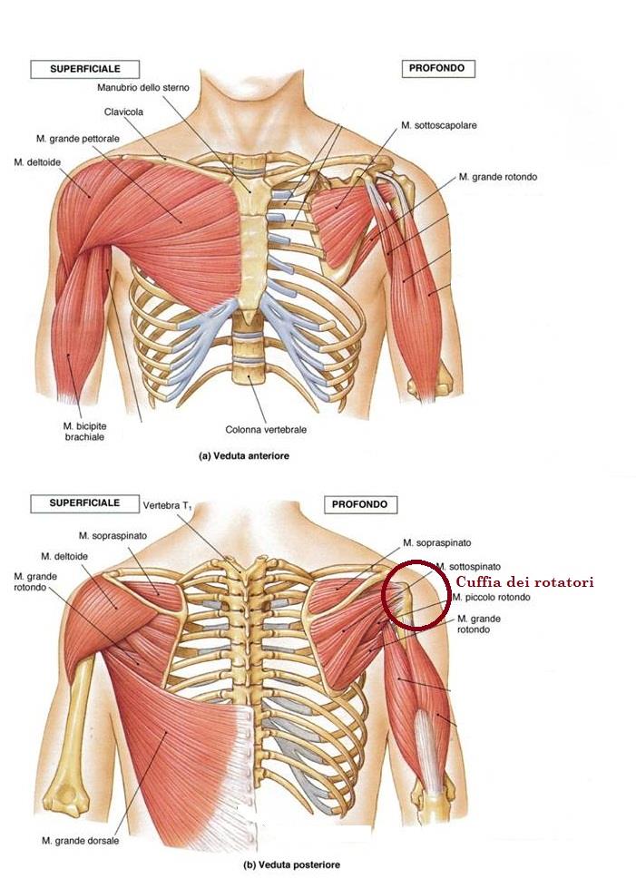 Muscoli della spalla 1. Deltoide 2. Sovraspinato 3. Infraspinato (sottospinato) 4.