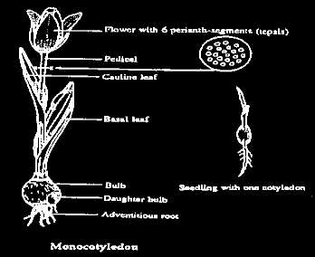 GIMNOSPERME Hanno gli organi riproduttivi a forma di squame, le infiorescenze sono unisessuali, formate cioè da sole foglie staminali, che portano i sacchi pollinici, o da sole foglie carpellari, che