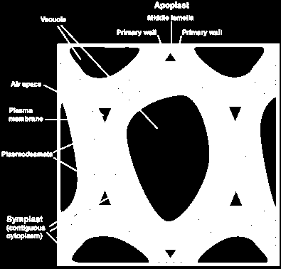 Caratteri dei tessuti Dopo la formazione della lamella mediana, ognuna delle due cellule, provvede per proprio conto alla costruzione della sua vera parete che, mediante apposizione di successivi